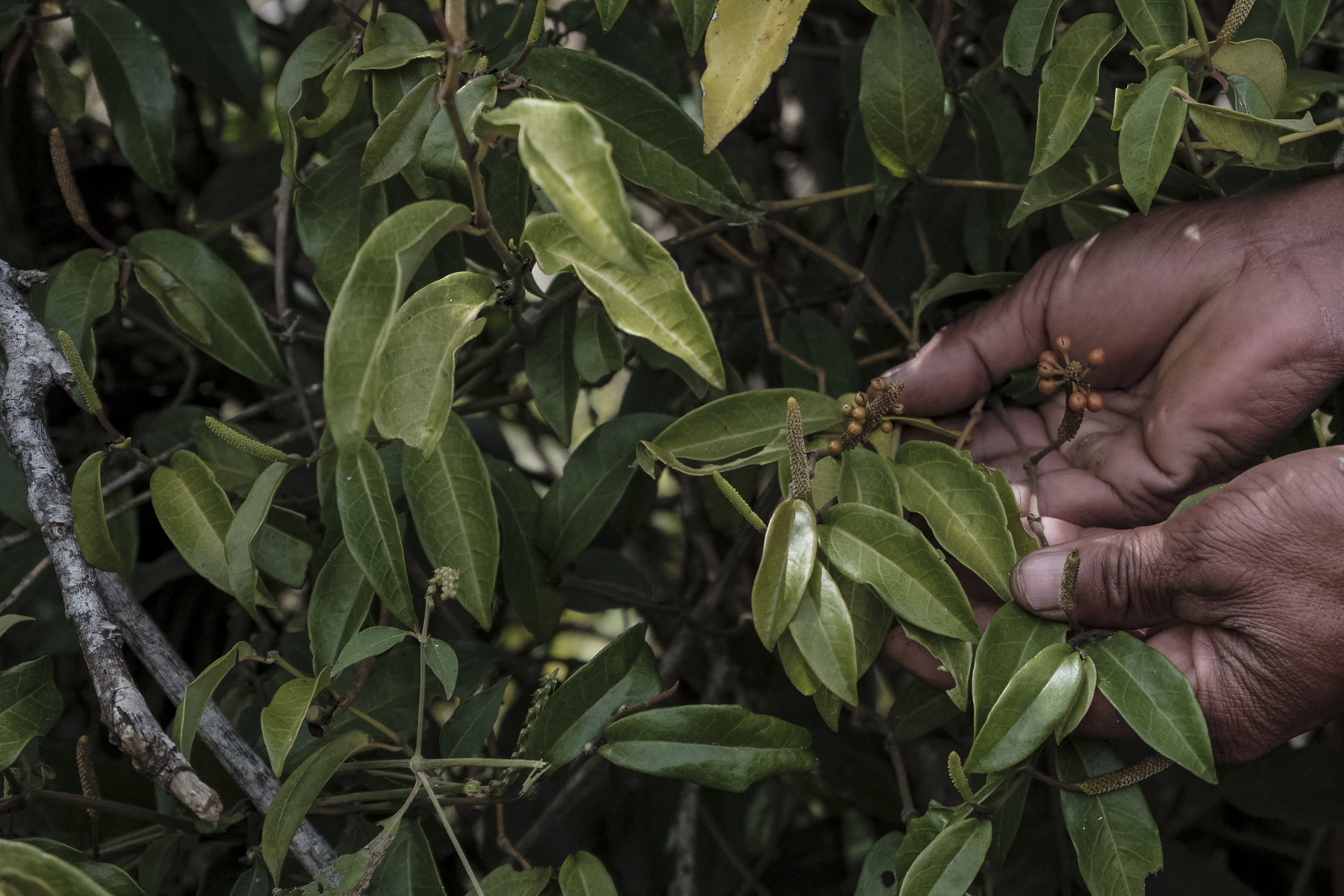Madagascar deforestation threatens wild Voatsiperifery pepper